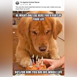 Just Remember… Golden Retriever Birthday Celebration